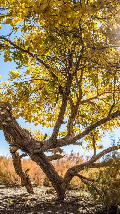 Poplar trees in autumn season with yellow leaves in Inner Mongolia, China